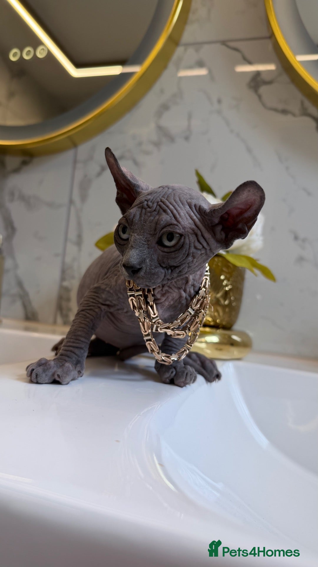 Sphynx cats Last 2 Females ❤️🌺Ready to go !Weekend!!🌺 - Advert 17