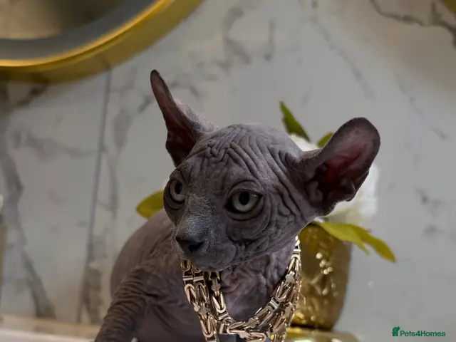Sphynx cats Last 2 Females ❤️🌺Ready to go !Weekend!!🌺 - Advert 17