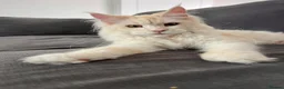 Maine Coon cats for sale: Maine coon  - Advert 11