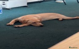 Labrador Retriever dogs for sale: Kc reg health tested home bred labrador puppy - Image 5