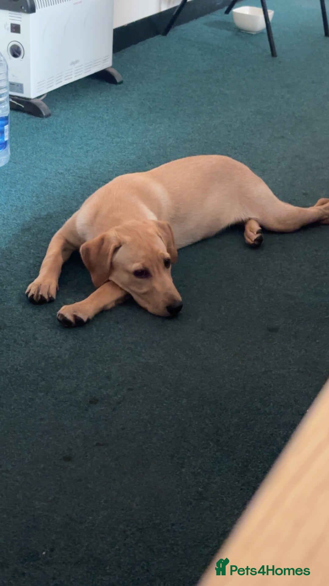Labrador Retriever dogs for sale: Kc reg health tested home bred labrador puppy - Image 5