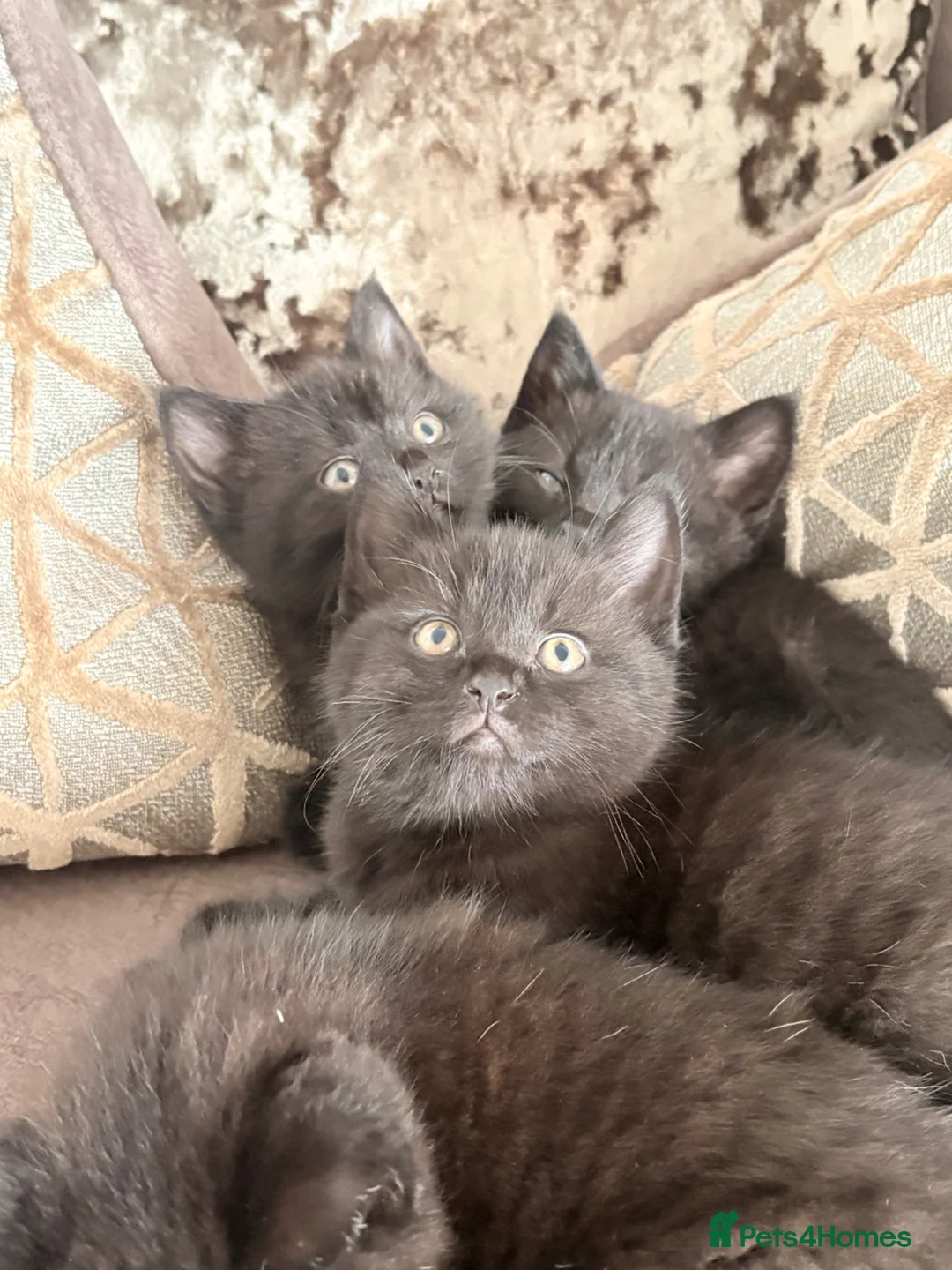 British Shorthair cats for sale: Gorgeous half British Shorthair kittens - Advert 1