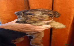 Cockapoo dogs for sale:  f1b chocolate and chocolate merle puppies  - Image 8