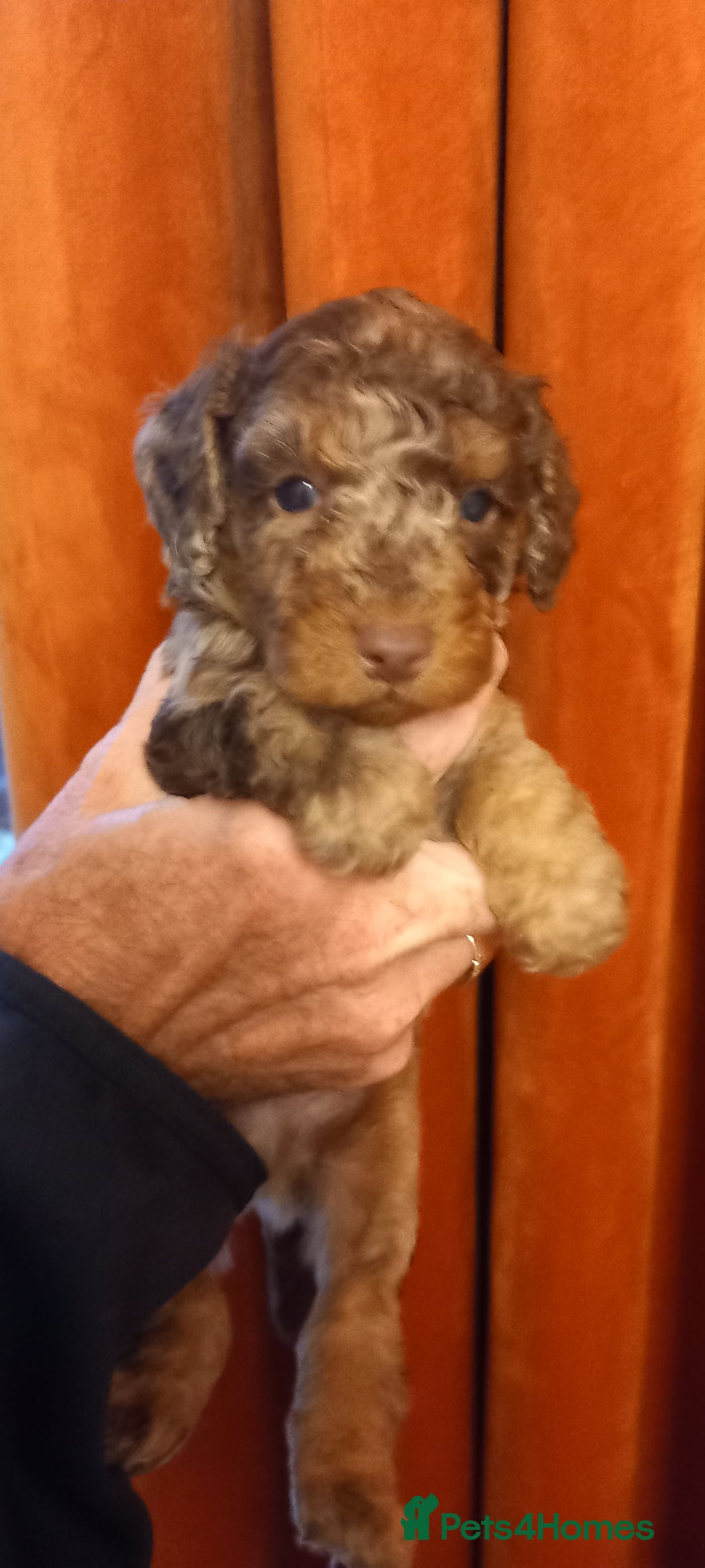 Cockapoo dogs for sale:  f1b chocolate and chocolate merle puppies  - Image 8