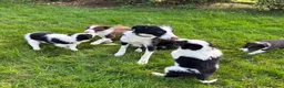 Border Collie dogs for sale: Border Collie Puppies - Advert 11