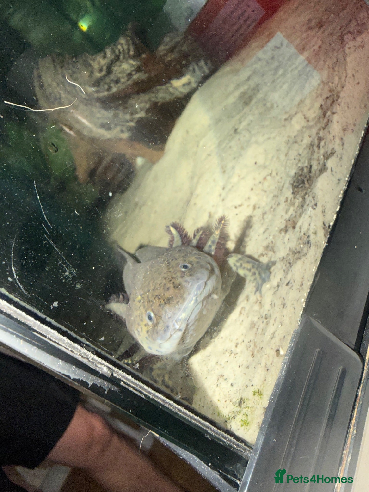 Axolotl reptiles Axolotl  - Advert 16