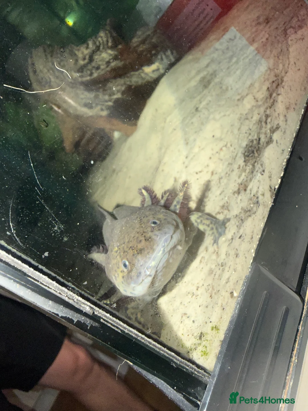 Axolotl reptiles for sale: Axolotl  - Advert 1