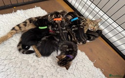 British Shorthair cats for sale: Beautiful playful kittens  - Image 12