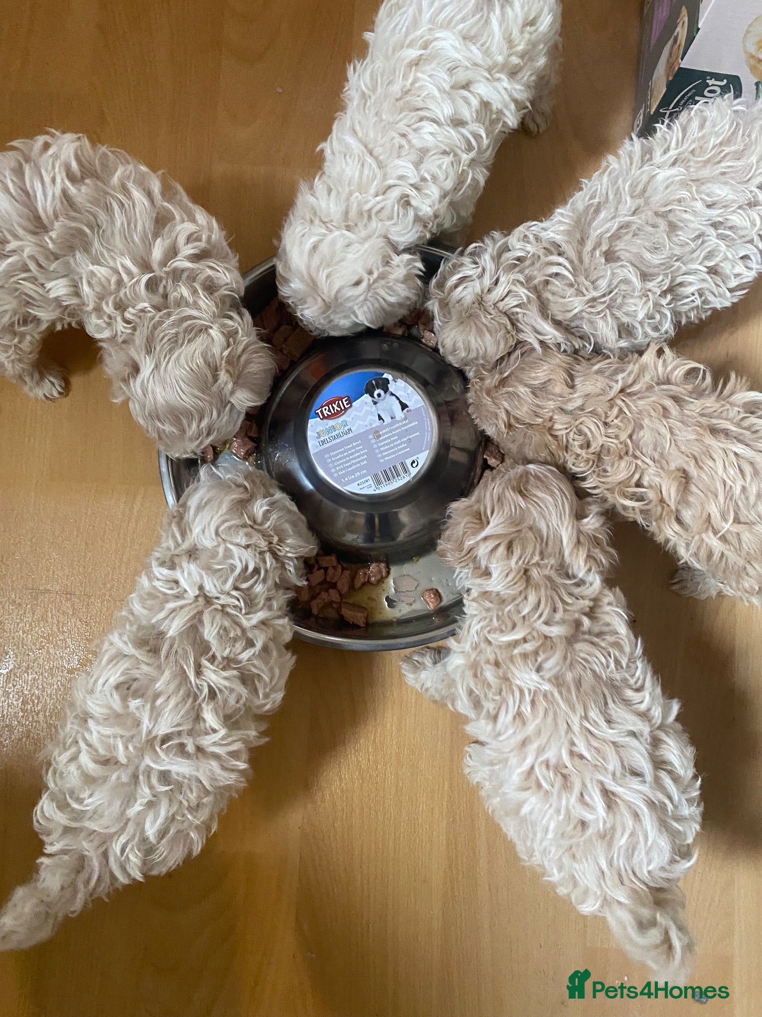 Mixed Breed dogs F1 maltipoo puppies available Dad Russian poodle - Advert 2