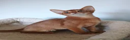 Abyssinian cats for sale: Two stunning Abyssinian male kittens ready now - Advert 3