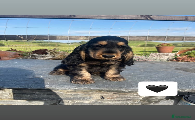Cocker Spaniel dogs - Advert 13