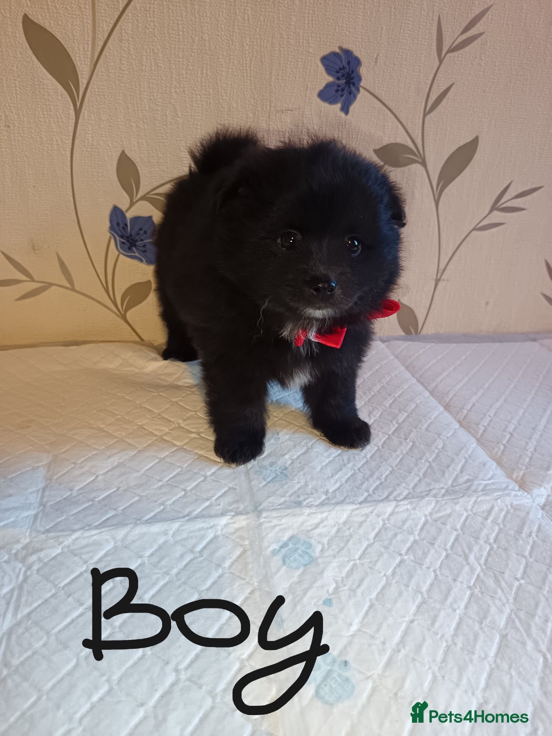Pomeranian dogs for sale: Barnsley  - Advert 13