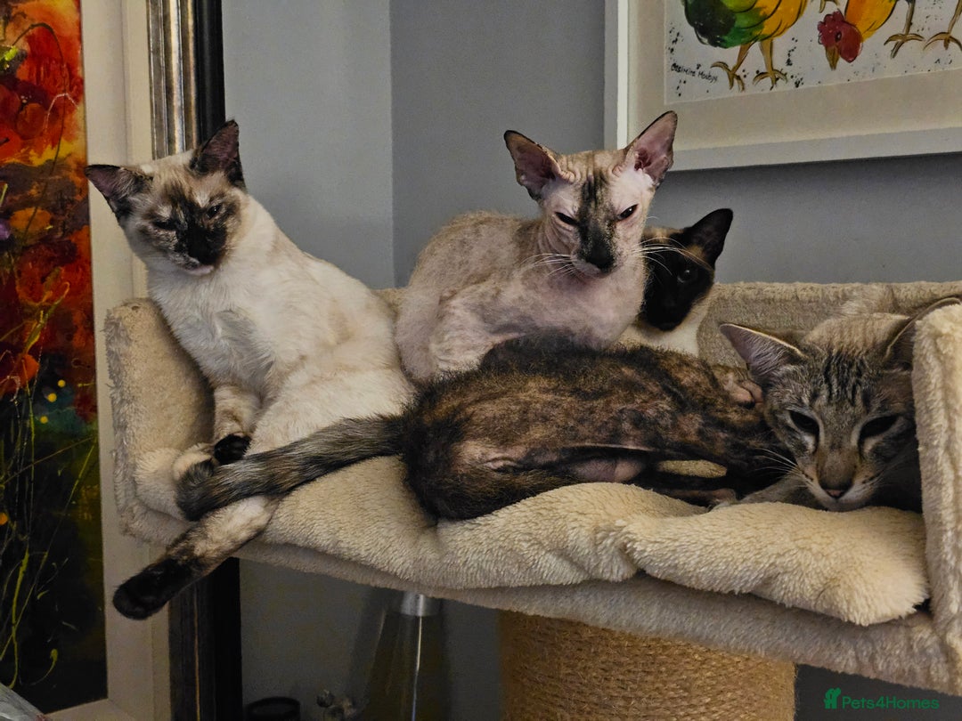 Sphynx cats for sale: Sphynx x Siamese kittens - Advert 8