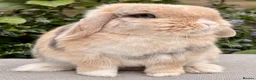 Mini Lop rabbits for sale: Mini Lop Baby 🌸 - Advert 6