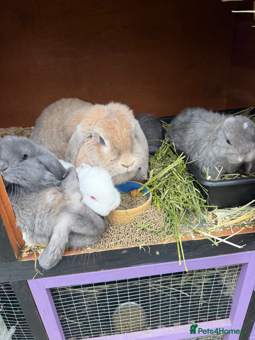 French Lop rabbits for sale: French lops  - Advert 18