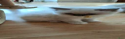 Ragdoll cats for sale: GCCF registered Ragdoll kittens 🐈  - Advert 7