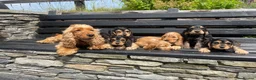 Cocker Spaniel dogs for sale: KC Registered Show Cocker Spaniels - Advert 3