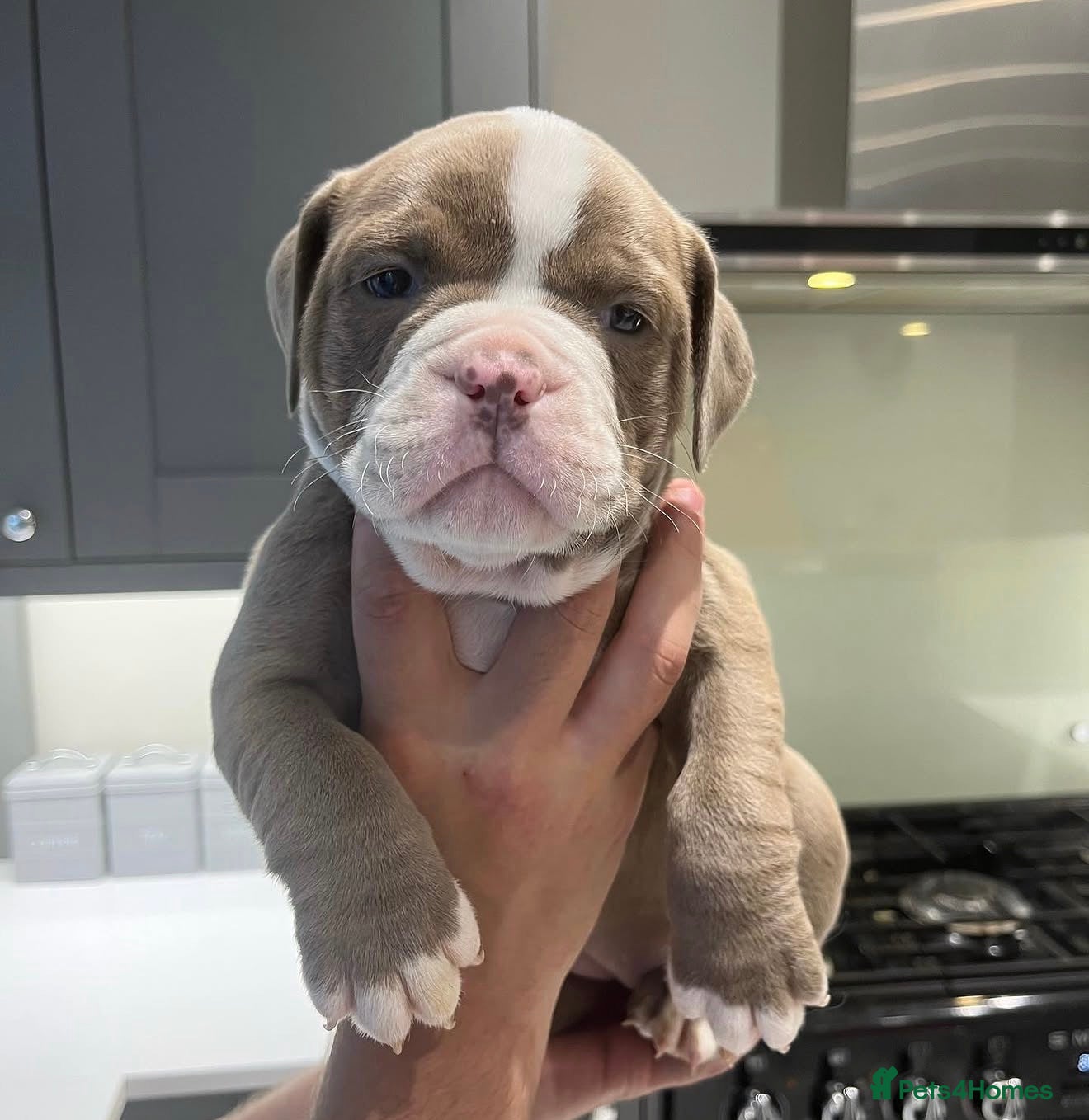 Olde English Bulldogge dogs BB_BULLYZ Buster Boy - Available for stud  - Advert 2