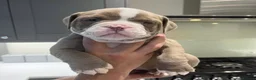 Olde English Bulldogge dogs for stud: BB_BULLYZ Buster Boy - Available for stud  - Advert 2