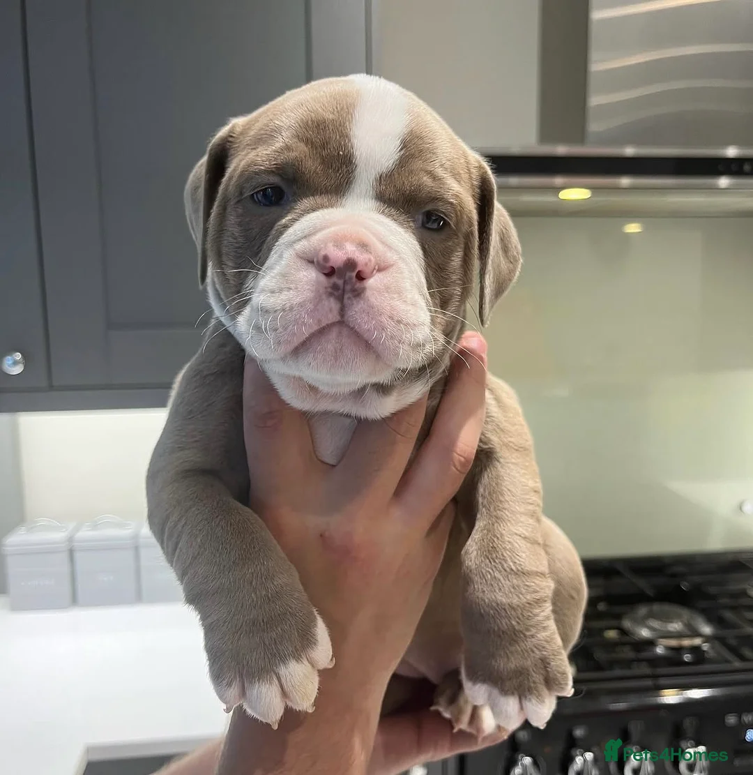 Olde English Bulldogge dogs for stud: BB_BULLYZ Buster Boy - Available for stud  - Advert 2
