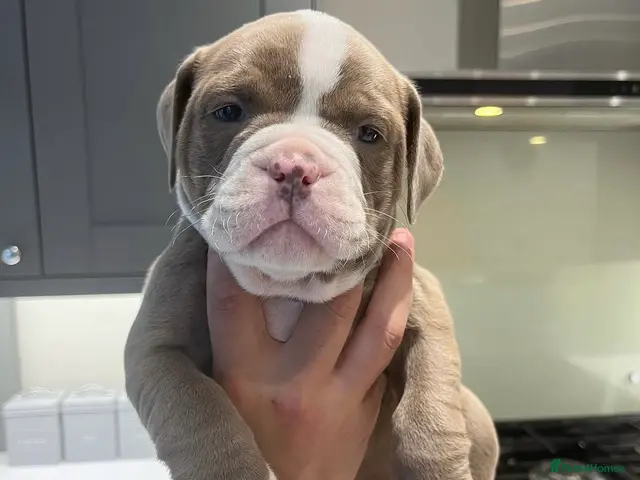 Olde English Bulldogge dogs for stud: BB_BULLYZ Buster Boy - Available for stud - Advert 2