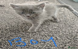 Mixed Breed cats for sale: 5 adrobale kittens  - Image 3