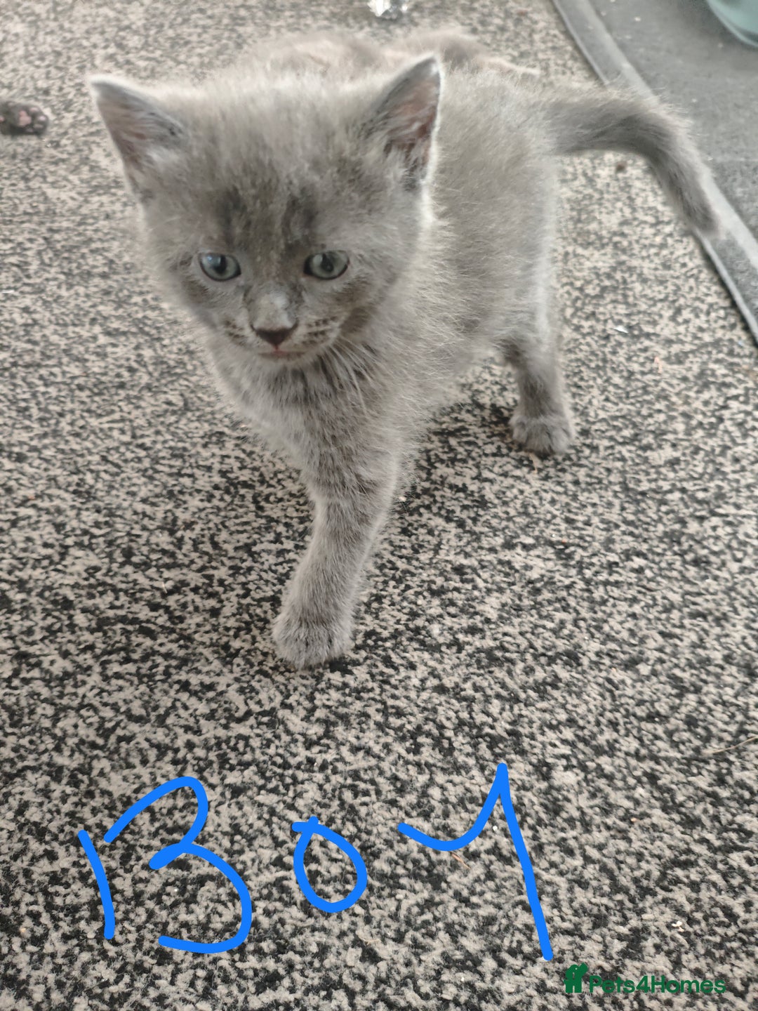 Mixed Breed cats for sale: 5 adrobale kittens  - Image 3