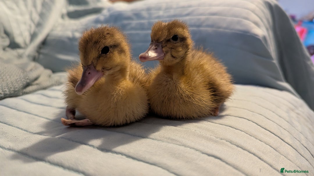 Ducks poultry for sale: 2 harlequin runner ducklings  - Advert 2