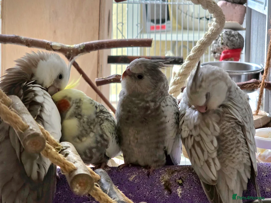 Gallery Image {{count}}