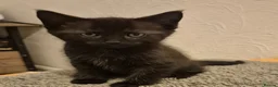 Ragdoll cats for sale: Ragdoll cross boys !!!! in Rotherham - Advert 3