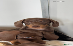 Miniature Dachshund dogs for sale: Miniature Dachsund puppies (licensed breeder) - Image 8