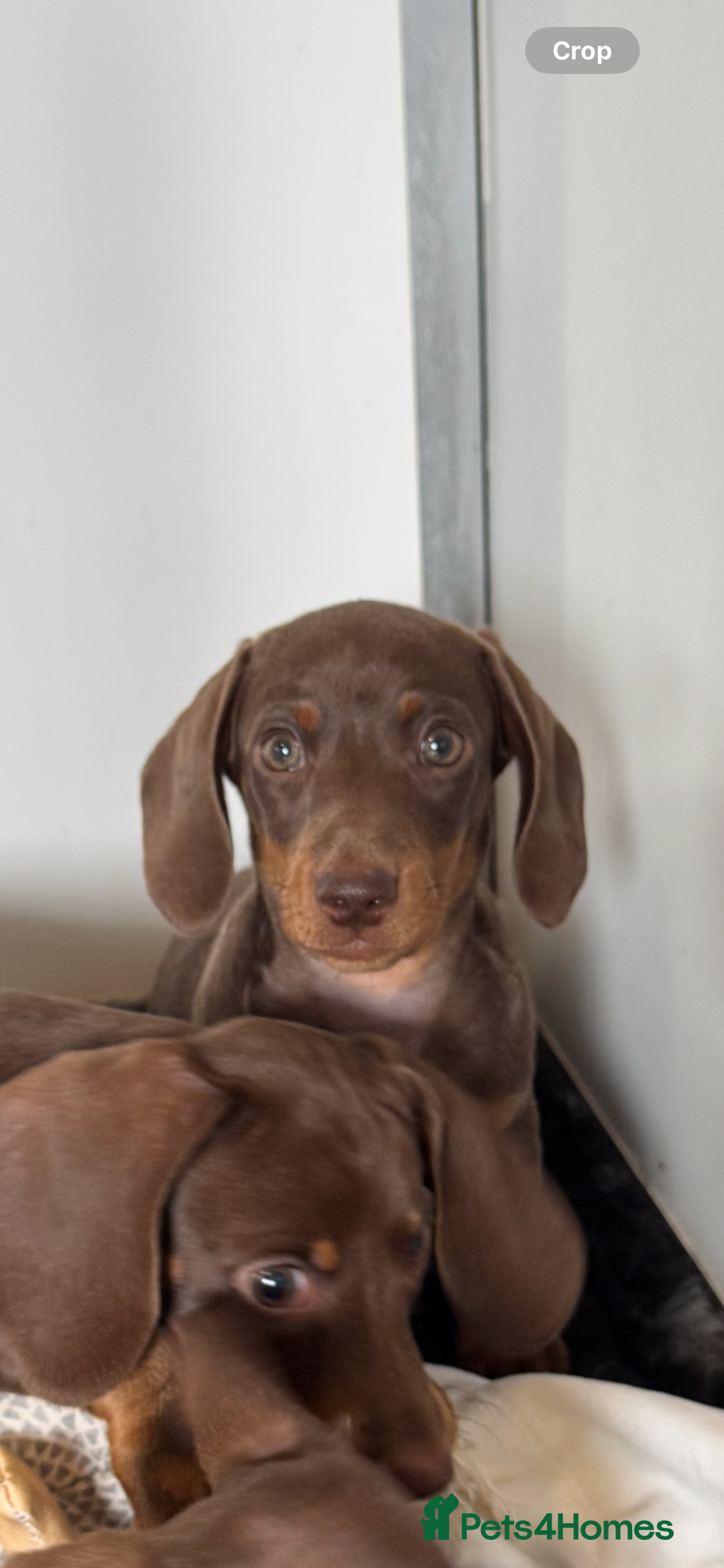 Miniature Dachshund dogs for sale: Miniature Dachsund puppies (licensed breeder) - Image 8