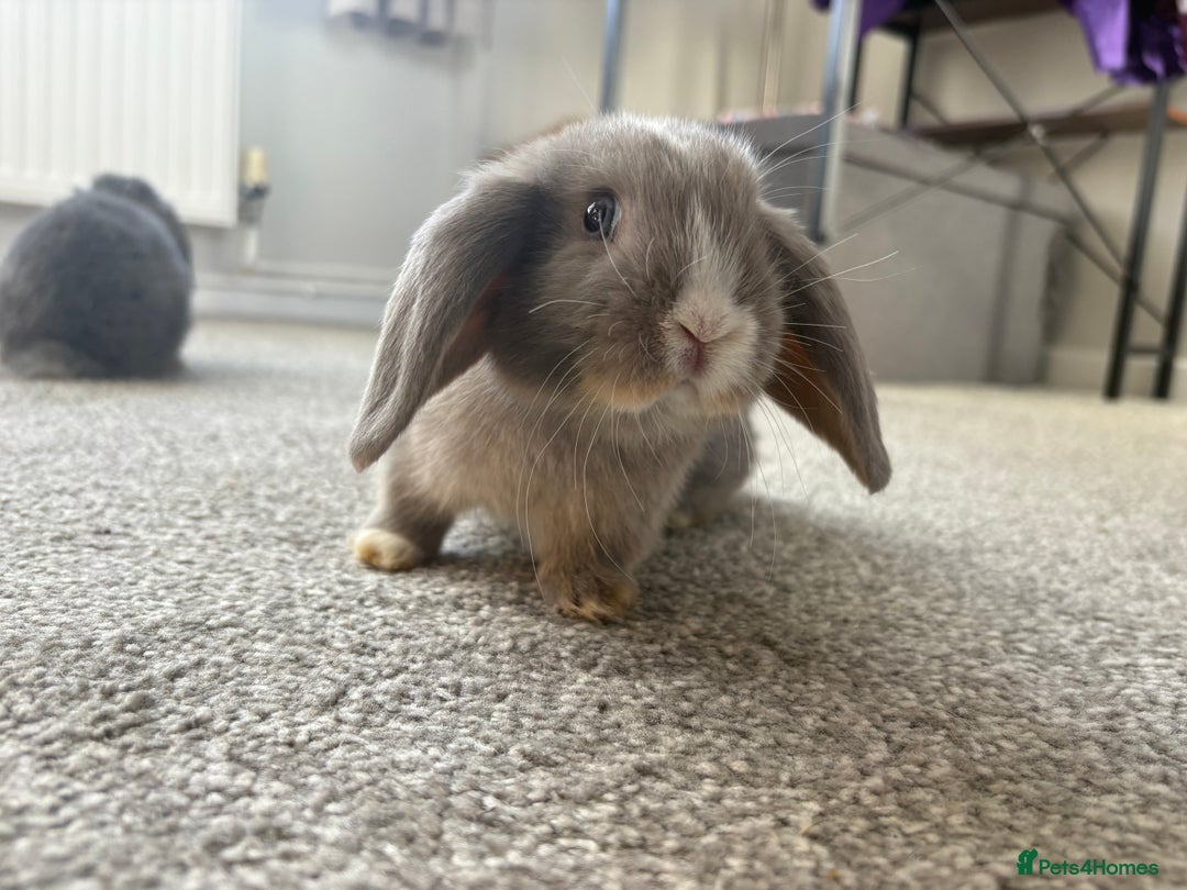 Mini Lop rabbits for sale: Mini Lops - Image 9