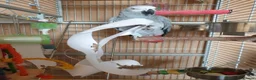 Parrots birds for sale: Beautiful African grey parrot  in Nottingham - Advert 1