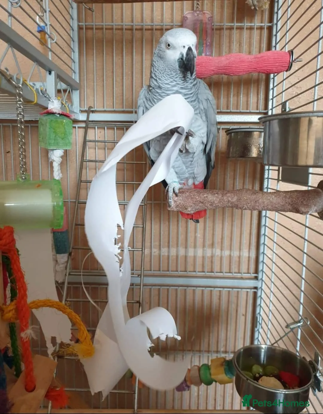 Parrots birds for sale: Beautiful African grey parrot  in Nottingham - Advert 1