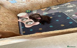 Cocker Spaniel dogs for sale: 🏆 KC Reg Working Cocker Spaniels – FTCH Line 🐾 - Image 5