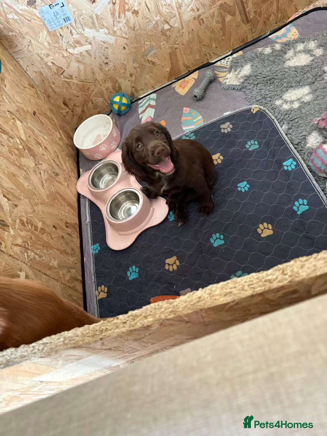Cocker Spaniel dogs for sale: 🏆 KC Reg Working Cocker Spaniels – FTCH Line 🐾 - Image 5