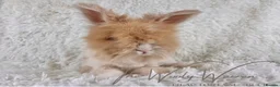 Angora rabbits for sale: FULLY VACCINATED ANGORA BROTHERS  - Advert 15
