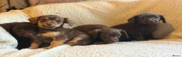 Jackapoo dogs for sale: Beautiful Chocolate/tan jackapoo puppies  - Advert 5