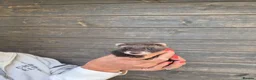 Ferret rodents for sale: EU Angor polecat/black self ferrets for sale - Advert 2