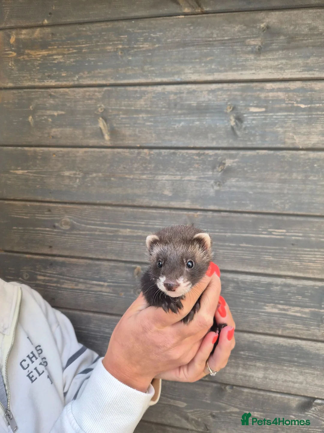 Ferret rodents for sale: EU Angor polecat/black self ferrets for sale - Advert 2