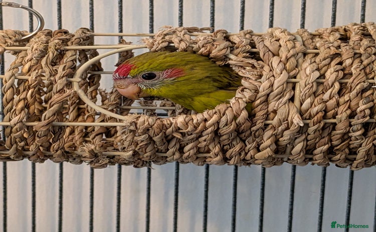 Parakeets birds - Advert 8