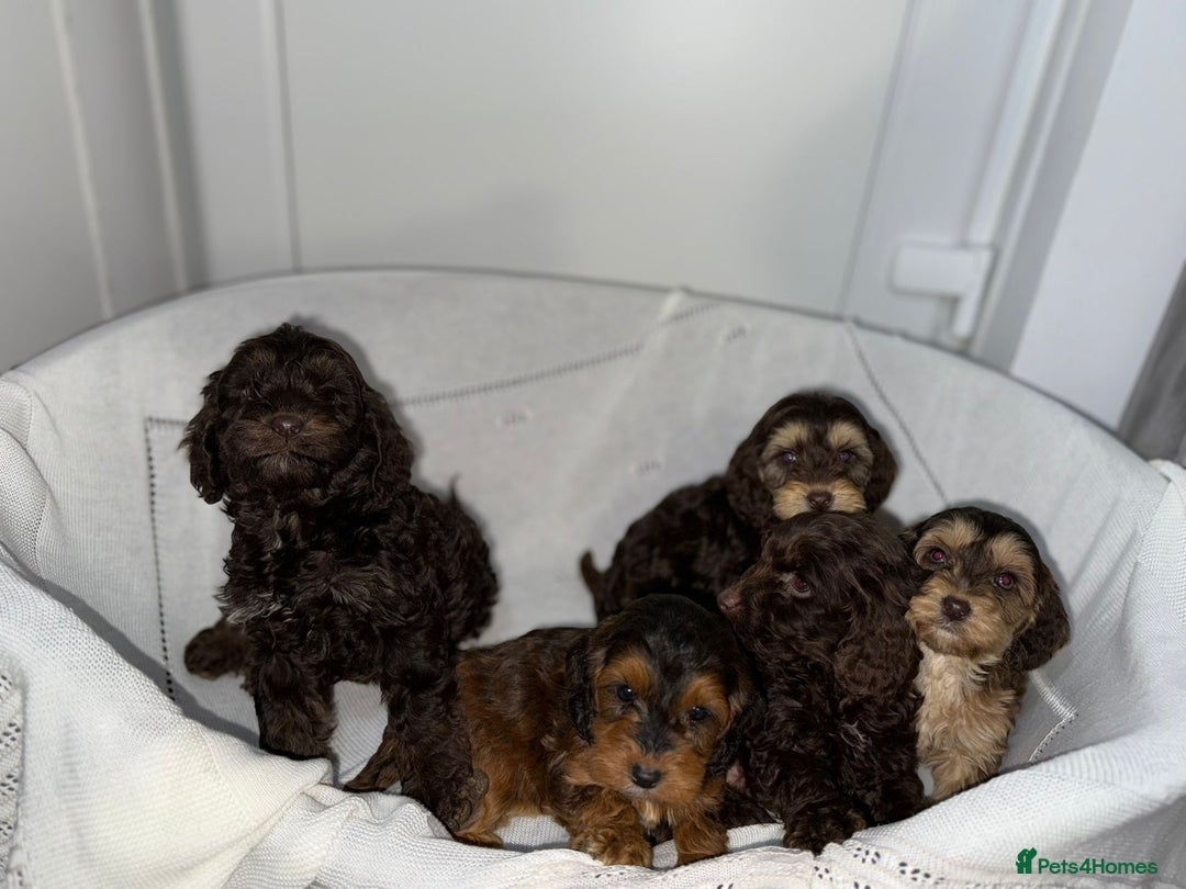 Cockapoo dogs for sale: Stunning cockapoo puppies  - Advert 2