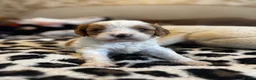 Cavapoo dogs for sale: Cavapoo puppies F1 fully health tested parents - Advert 6
