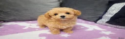 Maltipoo dogs for sale: Tiny Korean Maltipoo  - Advert 7
