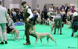 Whippet dogs for sale: Kc reg whippets  - Image 4