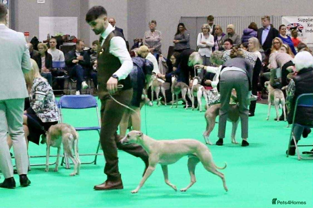 Whippet dogs for sale: Kc reg whippets  - Image 4