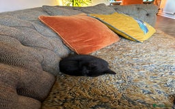 British Shorthair cats for sale: BSH x Sphynx - Image 3