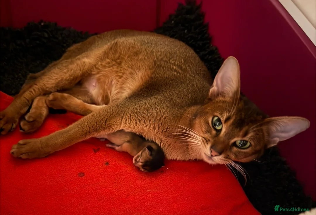 Abyssinian cats for sale:  🏆🥇🏵️Top Quality Champion Lines Abyssinian  - Advert 30
