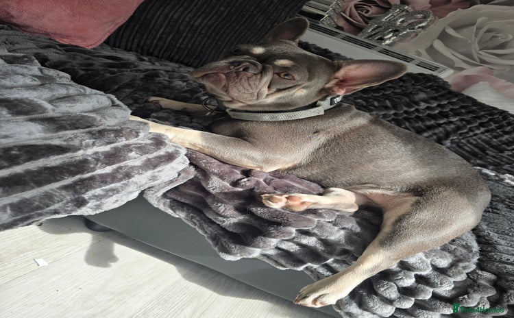 French Bulldog dogs - Advert 1